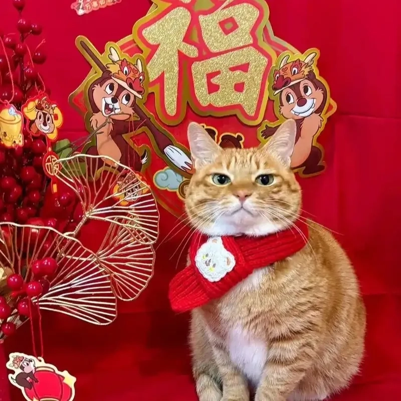 Ảnh avatar mèo Tết phù hợp cho mọi lứa tuổi cùng đón xuân vui vẻ