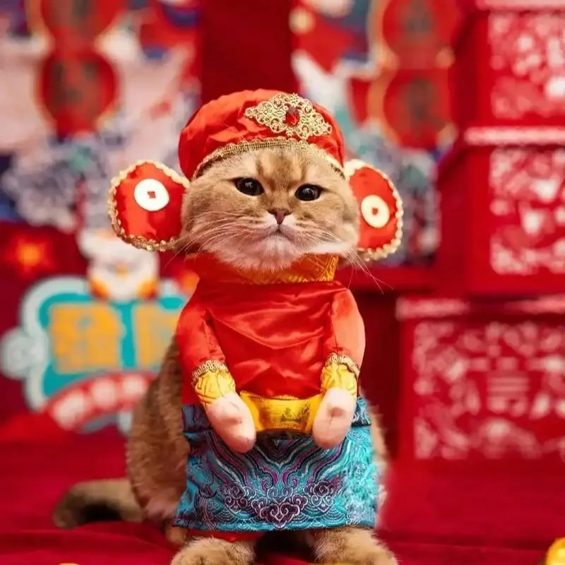 Ảnh avatar Tết meme mèo là lựa chọn thú vị cho dịp xuân sum họp