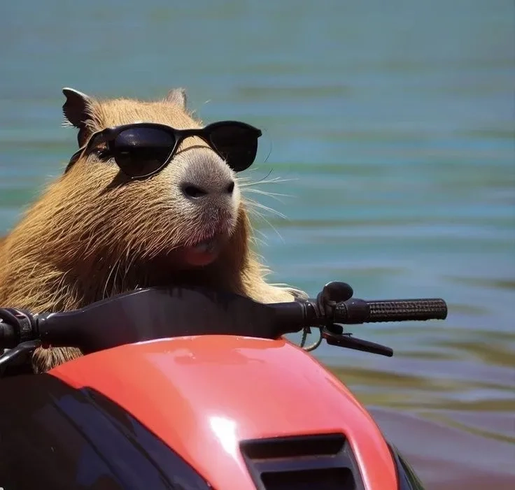 Ảnh capybara meme cute cực kỳ dễ thương và hài hước