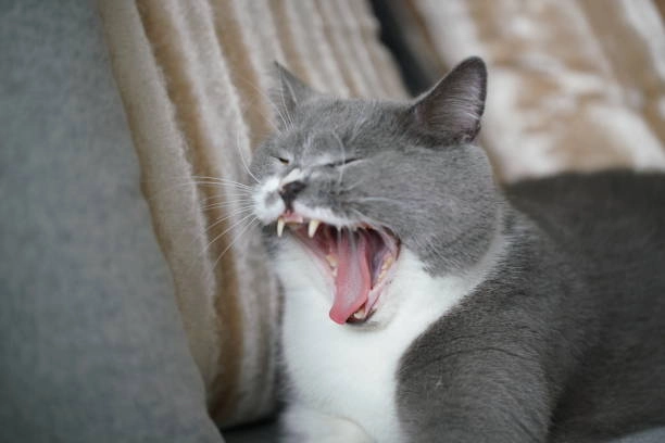 Ảnh chế meme mèo cười nhe răng cười muốn xỉu vì biểu cảm