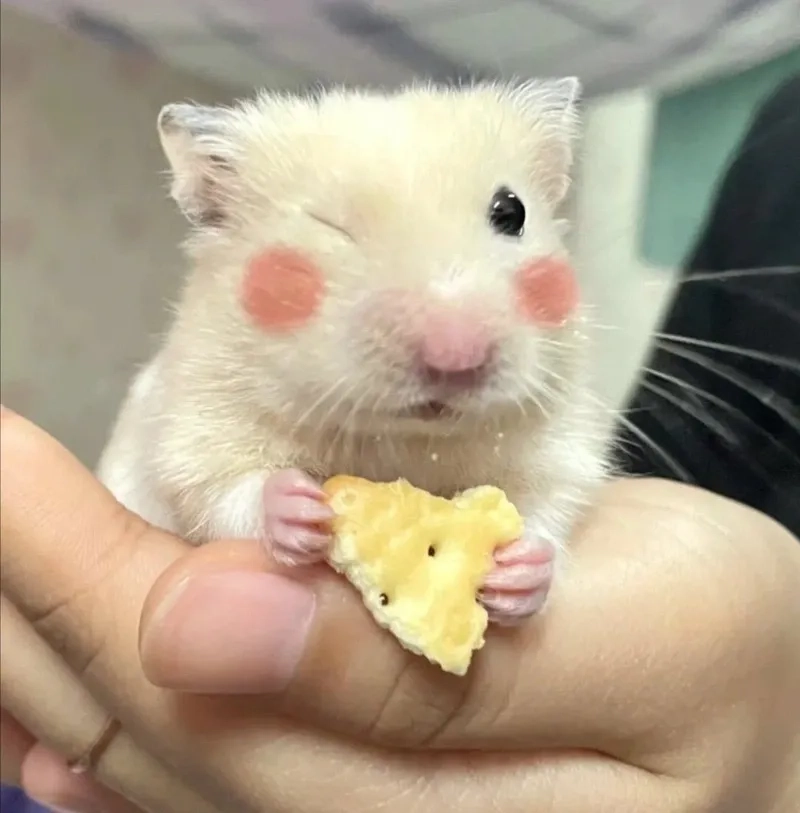 Ảnh con chuột hamster meme với hành động siêu dễ thương