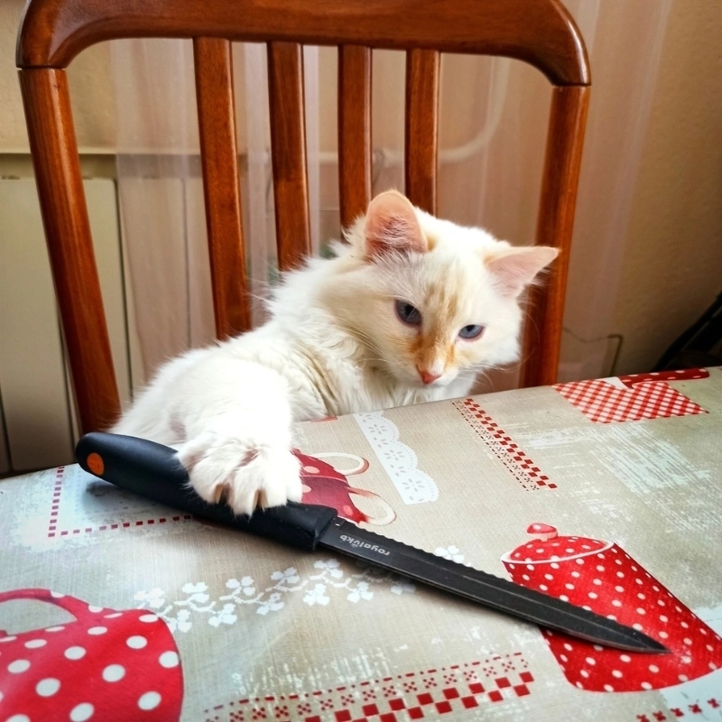 Meme mèo cầm dao cute ngầu lòi mà vẫn muốn ôm