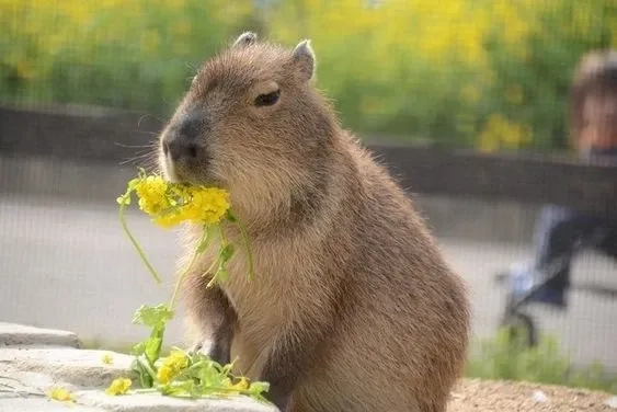 Ảnh meme capybara ngây thơ troll bá đạo