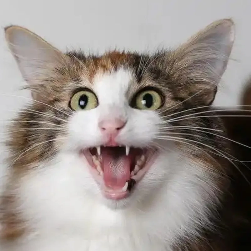 Avatar mèo meme vô tri cười tạo ra sự vui nhộn và năng lượng tích cực cho mọi người