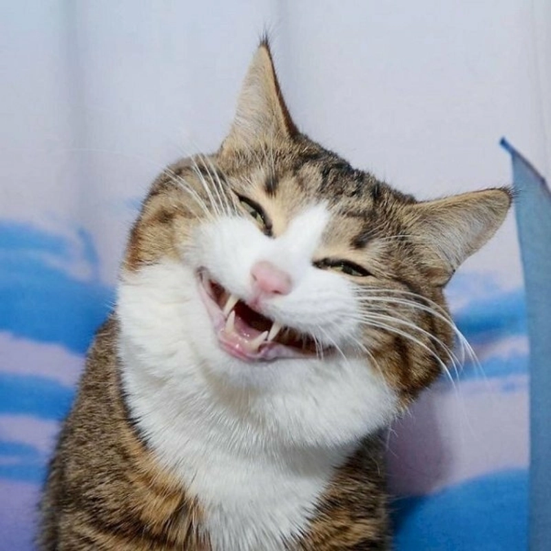 Ảnh meme mèo cười đểu chắc chắn sẽ làm bạn không thể nhịn cười