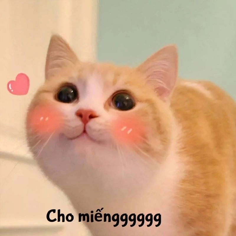 Ảnh mèo meme dễ thương khiến tim tan chảy vì quá cute