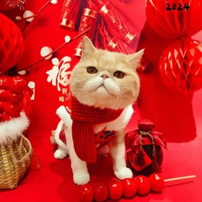 Chào xuân rộn ràng cùng bộ mèo đón tết meme hot hit