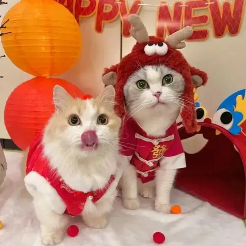 Avata mèo Tết meme khiến mọi người bật cười mỗi khi nhìn thấy