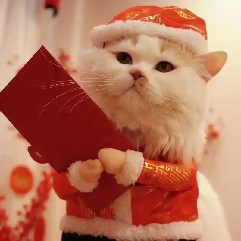 Avatar avatar ảnh mèo Tết meme mang lại tiếng cười sảng khoái đầu năm