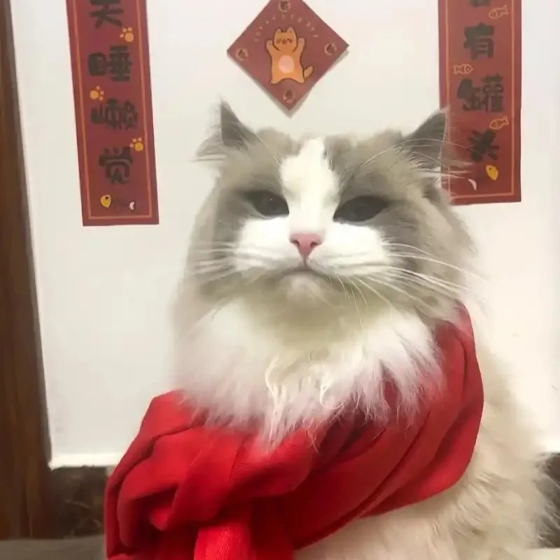 Avatar avatar mèo Tết meme là ảnh đại diện hot trend mạng xã hội