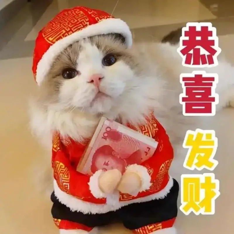 Avatar con mèo Tết meme mang lại cảm giác đáng yêu, tràn đầy năng lượng