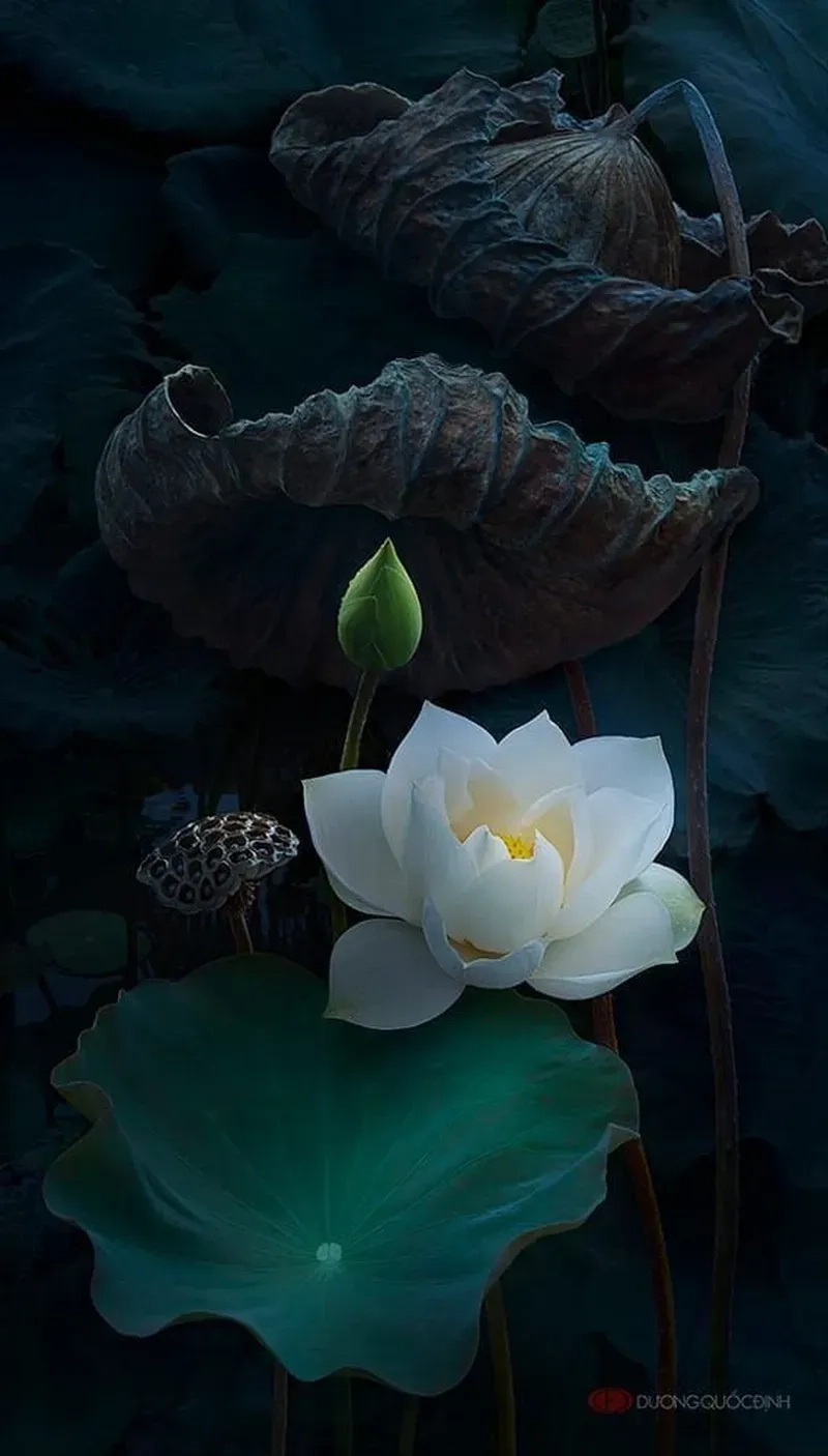Avatar hoa sen đen mang nét trầm lắng kính