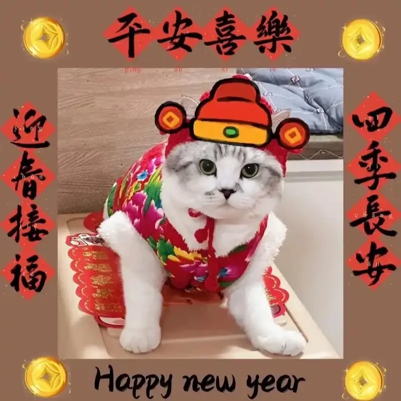 Avatar meme mèo Tết thể hiện cá tính hài hước và cực dễ thương