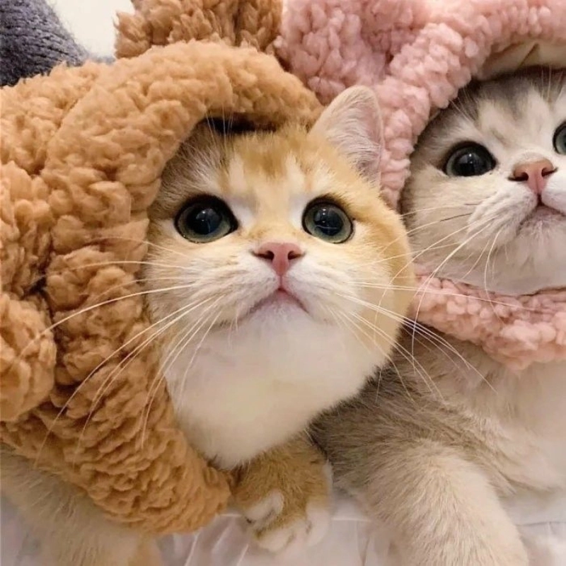 Avatar mèo meme là những bức ảnh đại diện về mèo được chế tạo từ các meme đáng yêu, cực kỳ phổ biến trên mạng.