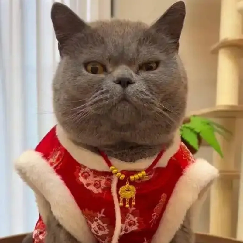 Avatar mèo meme Tết siêu lầy lội, tạo điểm nhấn trong dịp Tết