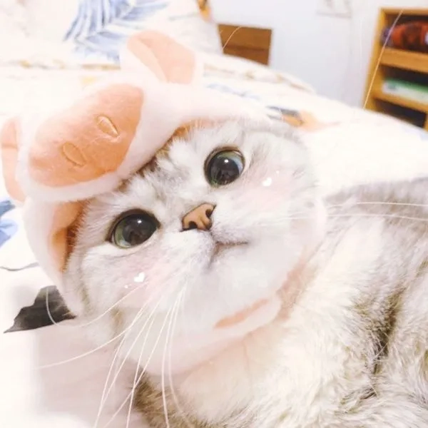 Avatar mèo meme vô tri là sự lựa chọn tuyệt vời cho những ai yêu thích sự ngộ nghĩnh