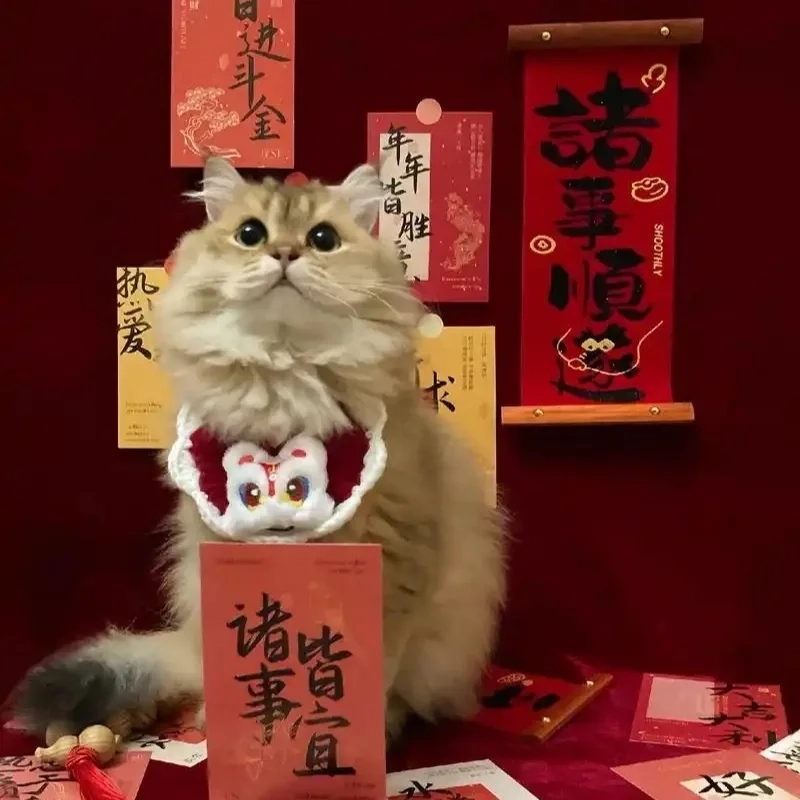 Avatar mèo Tết 2024 meme thể hiện sự dí dỏm và dễ mến dịp đầu năm