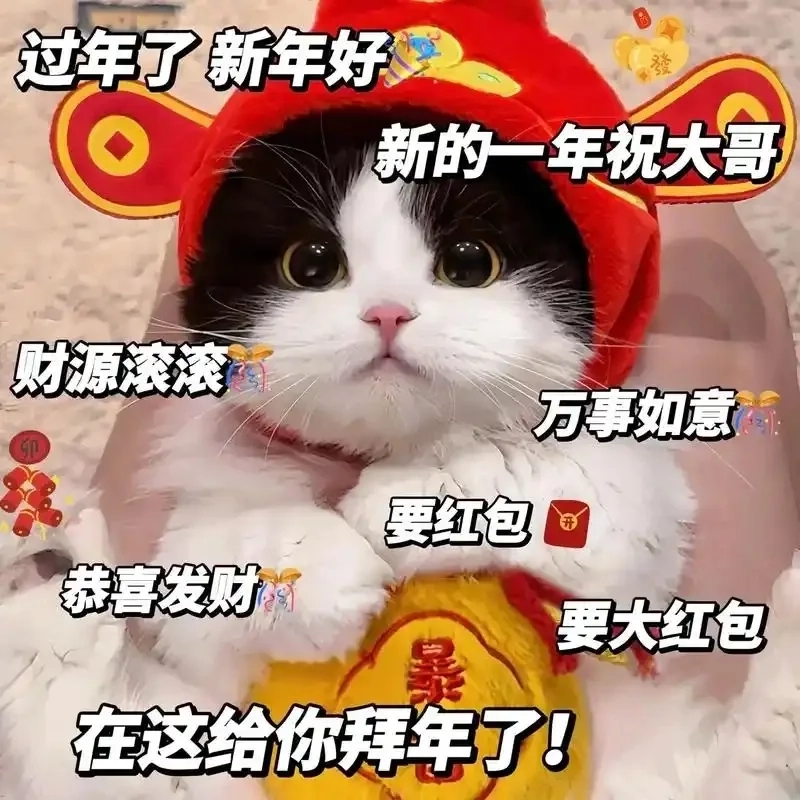 Avatar mèo Tết meme mang lại không khí vui nhộn, đáng yêu đón năm mới