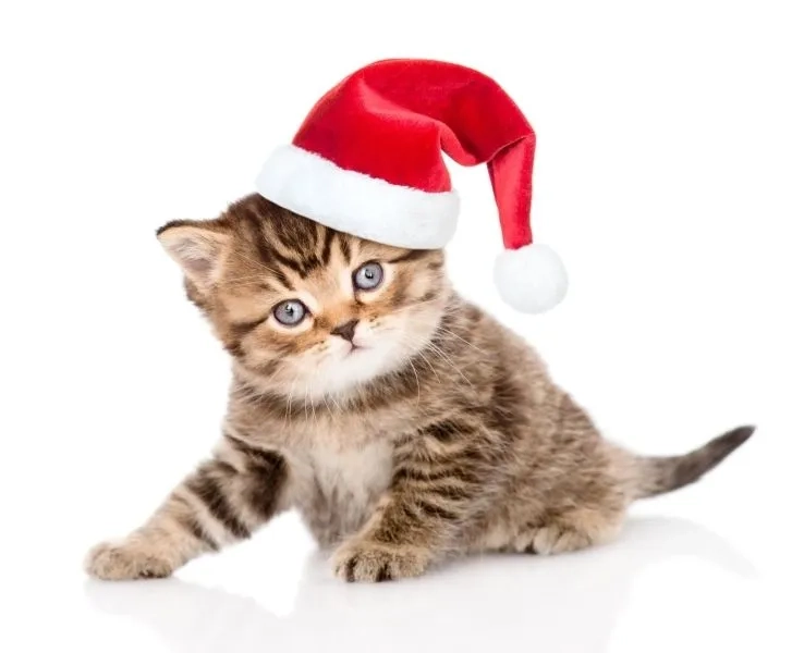 Avatar noel phù hợp trang cá nhân dịp lễ