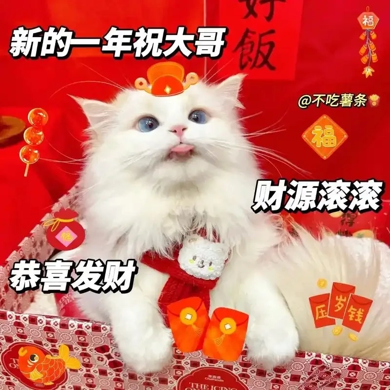 Avatar Tết 2024 meme mèo cập nhật xu hướng năm mới đầy tươi vui