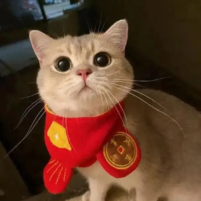 Avatar Tết meme mèo là lựa chọn hoàn hảo để làm mới ảnh đại diện dịp xuân