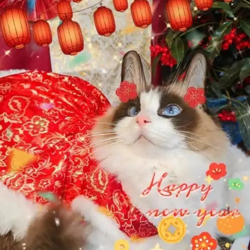 Avatar Tết mèo meme giúp bạn nổi bật trong mọi khung chat dịp Tết