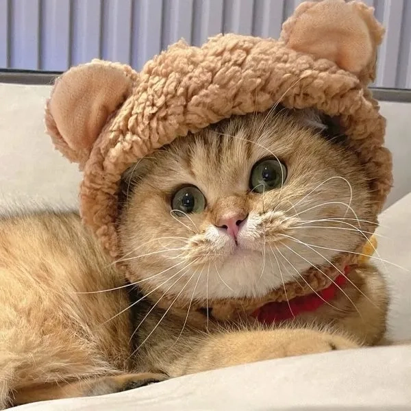 Avatar vô tri meme mèo làm cho mọi bức ảnh trở nên đặc biệt và cực kỳ thú vị