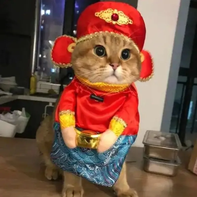 Avt Tết meme mèo khiến khung chat rộn ràng tiếng cười đầu năm