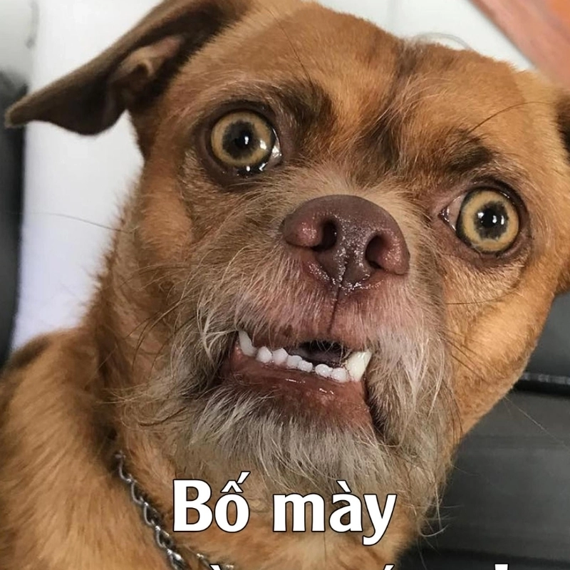 Biểu cảm nghi ngờ trong meme chó nghi ngờ chắc chắn khiến bạn phải bật cười