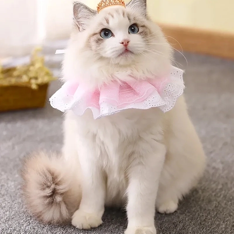 Cài ngay hình nền meme mèo cute để tăng độ dễ thương cho máy bạn