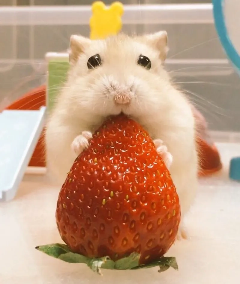 Cập nhật ngay bộ meme ảnh chuột hamster hài hước mới nhất