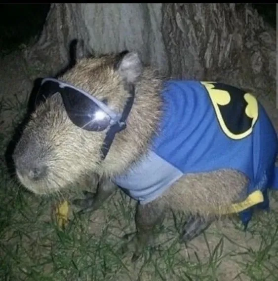 Capybara chuột lang nước meme chill dễ thương