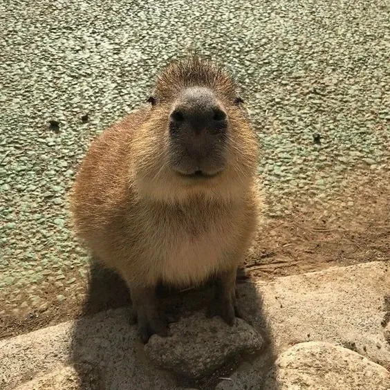 Capybara driving meme hài hước khiến bạn phải cười ngất