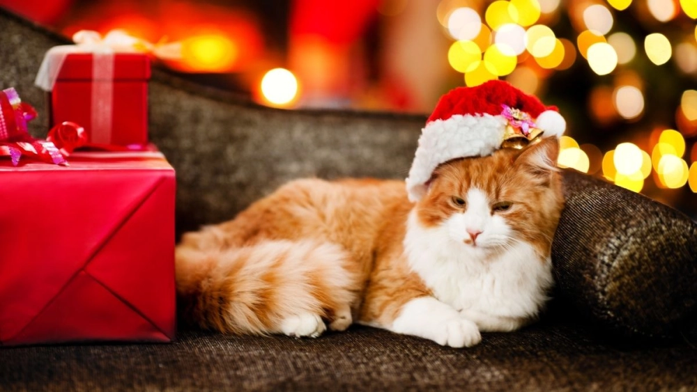 Cat meme Noel siêu cấp đáng yêu cho mùa lễ hội
