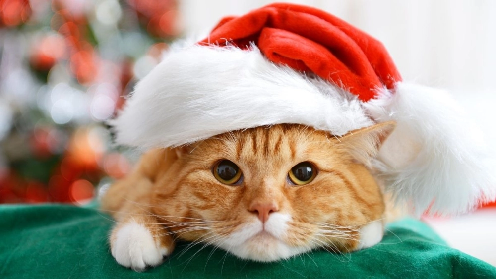 Chat meme Noel ngộ nghĩnh cho mọi cuộc trò chuyện Giáng sinh