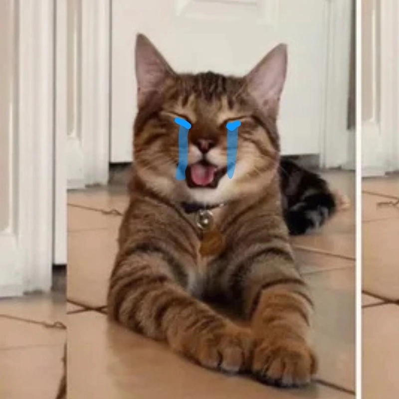 Che miệng meme mèo khóc thể hiện cảm xúc bất lực hài hước