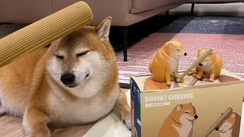 Cheems meme cute dễ thương và hài hước từng khung