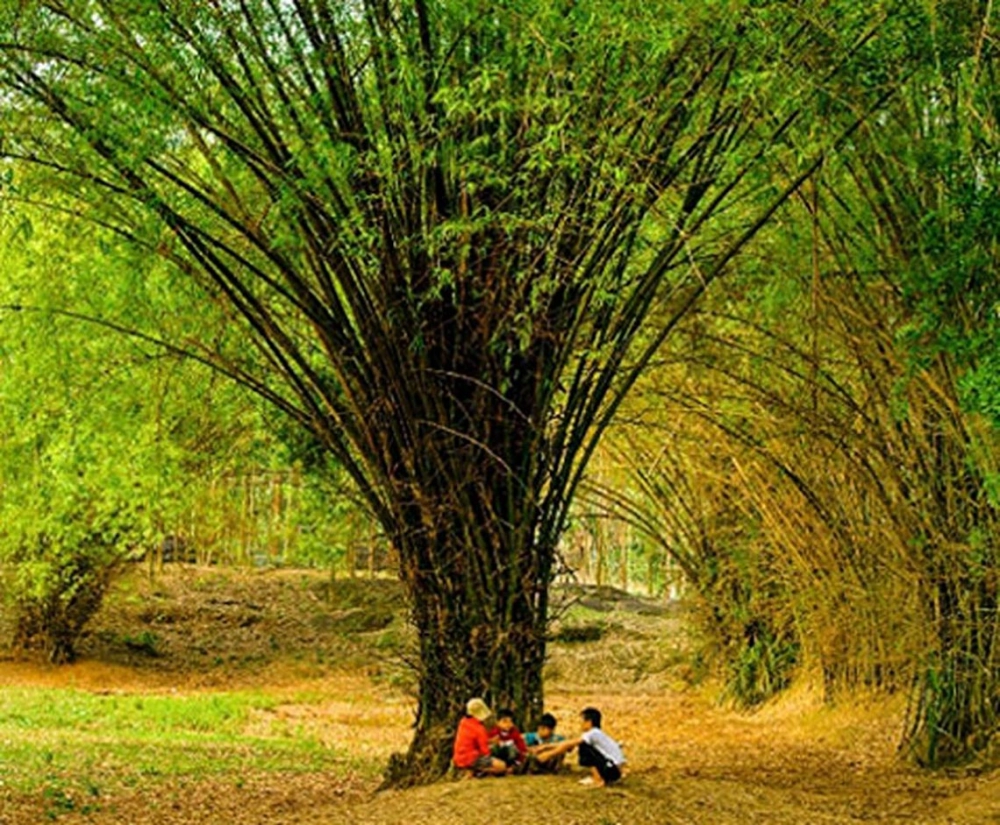 Chi tiết giá vé vào làng tre phú an cho người lớn và trẻ em