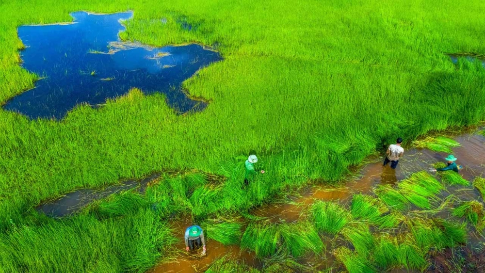 Chiêm ngưỡng hình ảnh vườn quốc gia tràm chim tuyệt vời