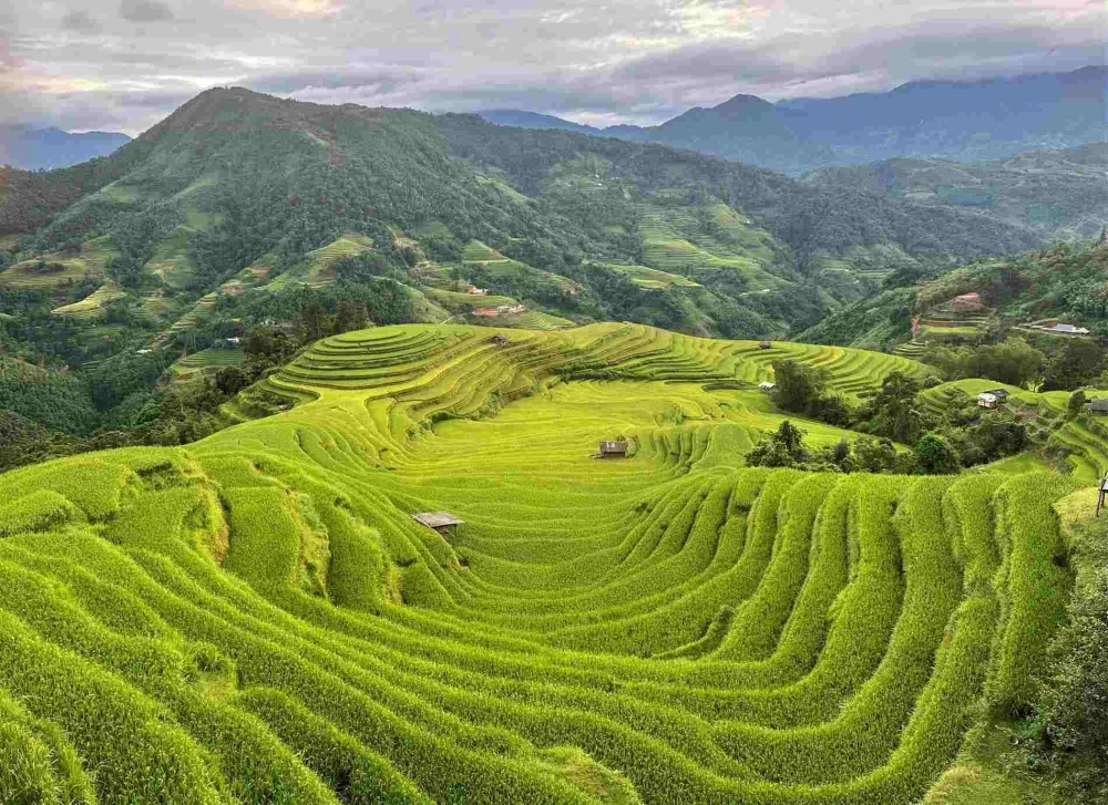 Chiêm ngưỡng vẻ đẹp Hoàng Su Phì Hà Giang mùa vàng