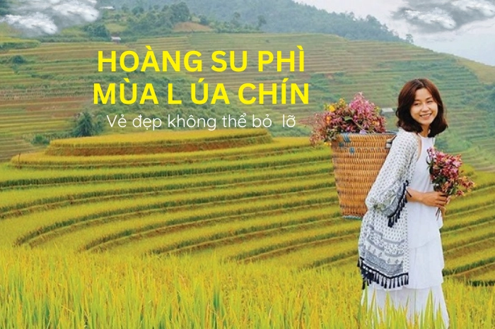 Chiêm ngưỡng vẻ đẹp Hoàng Su Phì Hà Giang mùa vàng
