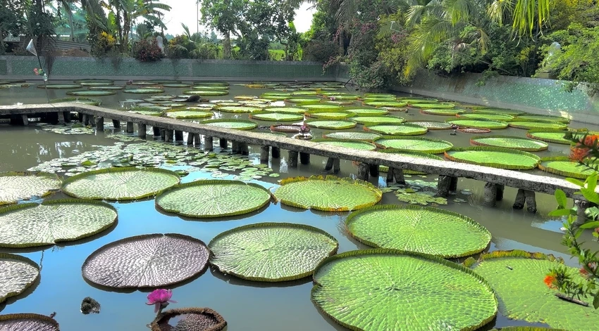 Chùa Lá Sen to ở Đồng Tháp, thu hút đông đảo khách