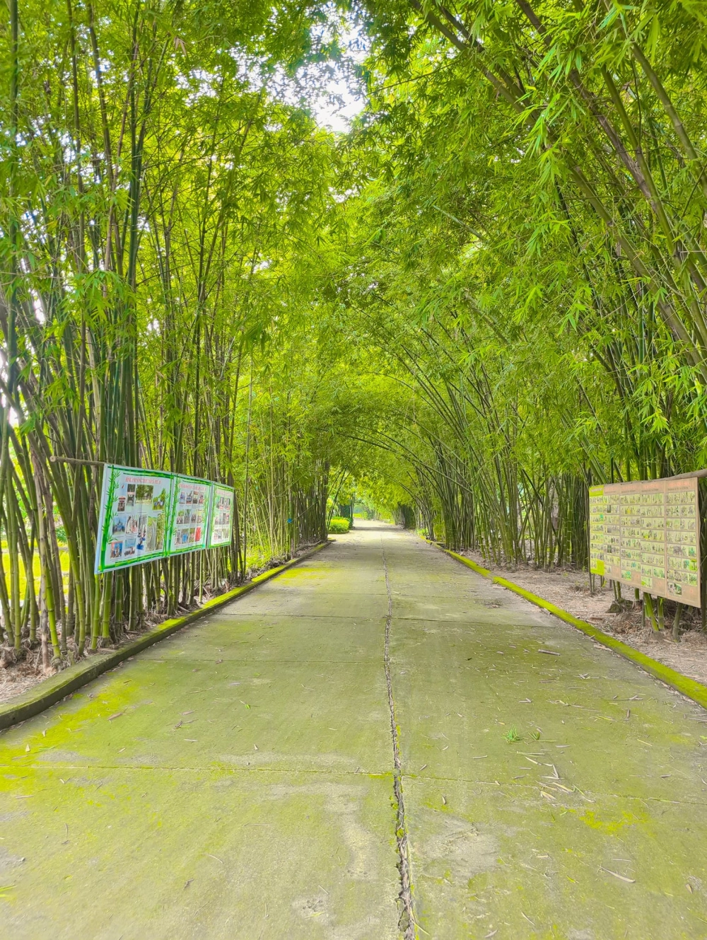 Chuẩn bị trước khi đi làng tre phú an cần biết những gì