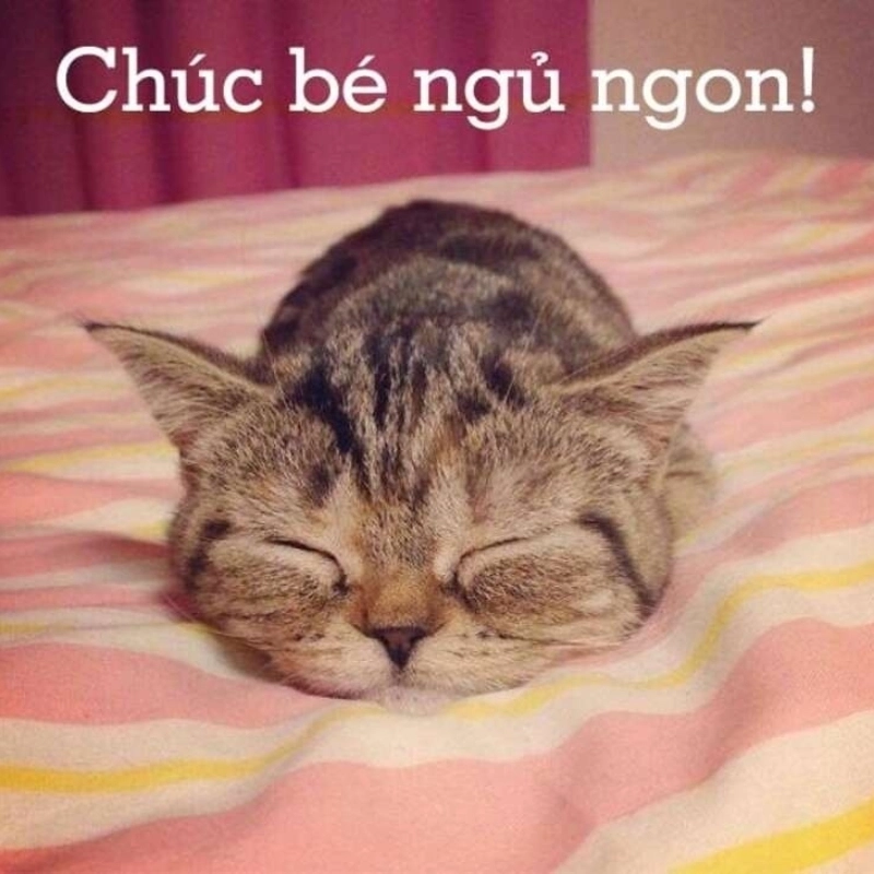 Chúc bạn meme chúc ngủ ngon đáng yêu để có giấc mơ ngọt ngào!