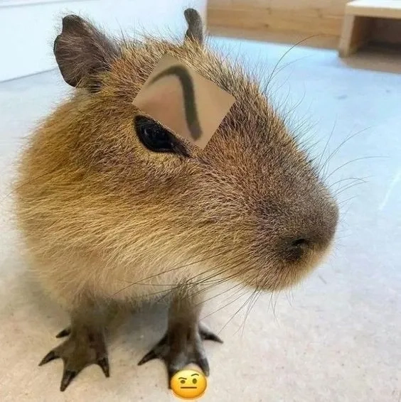 Con capybara meme đáng yêu khiến bạn không thể rời mắt