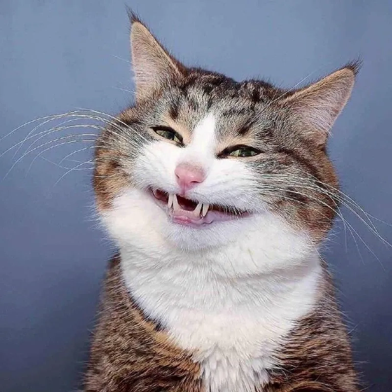 Con mèo cười meme với biểu cảm ngây ngô và dễ thương không thể bỏ qua!