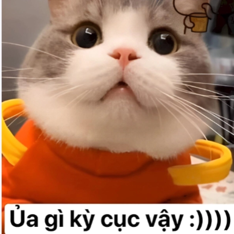 Chọn ngay meme avatar ảnh mèo cute làm ảnh đại diện siêu chill
