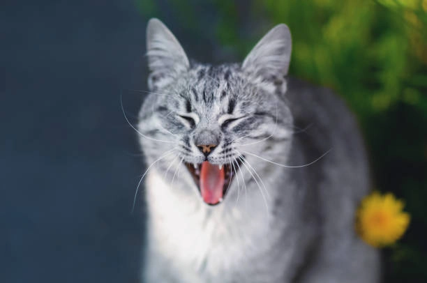 Cười đểu mèo meme tạo điểm nhấn ấn tượng cho bình luận vui vẻ