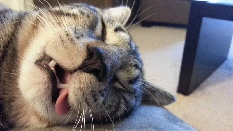 Cười nhếch mép ảnh chế meme mèo bựa đầy tính “cà khịa”