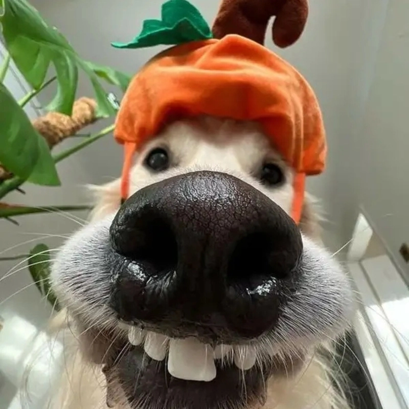 Cười nhưng lại đểu, đây là meme chó cười đểu dành cho những ai thích hài hước và tinh nghịch